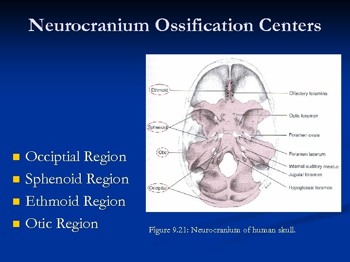 Neurocranium Ossification Centers Occiptial Region n Sphenoid Region n Ethmoid Region n Otic Region