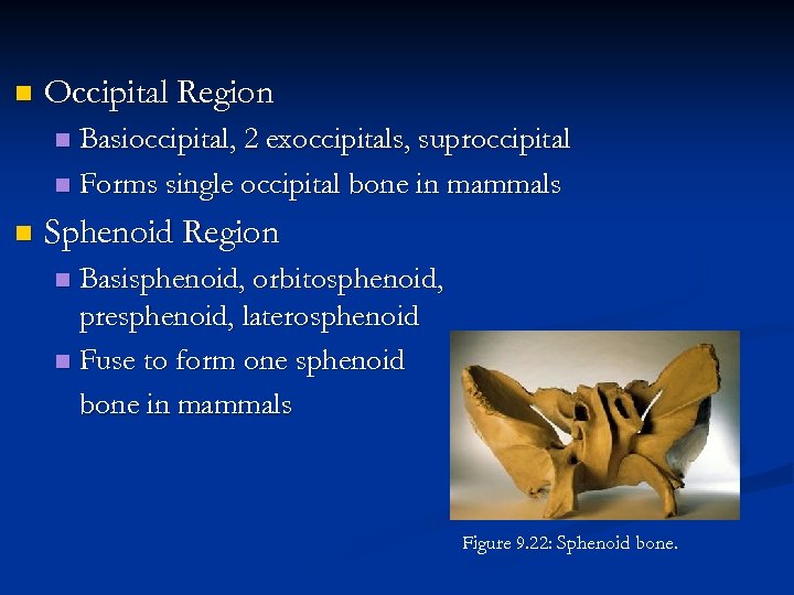 n Occipital Region Basioccipital, 2 exoccipitals, suproccipital n Forms single occipital bone in mammals