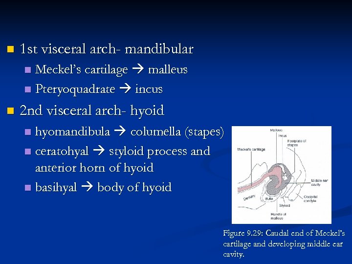 n 1 st visceral arch- mandibular Meckel’s cartilage malleus n Pteryoquadrate incus n n