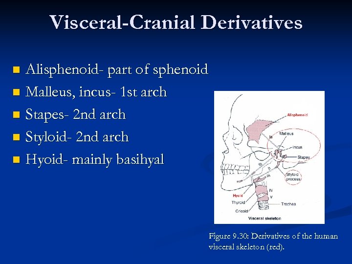 Visceral-Cranial Derivatives Alisphenoid- part of sphenoid n Malleus, incus- 1 st arch n Stapes-