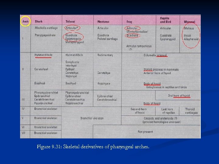 Figure 9. 31: Skeletal derivatives of pharyngeal arches. 