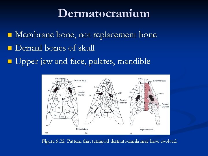 Dermatocranium Membrane bone, not replacement bone n Dermal bones of skull n Upper jaw
