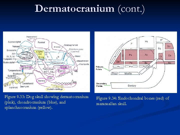 Dermatocranium (cont. ) Figure 9. 33: Dog skull showing dermatocranium (pink), chondrocranium (blue), and