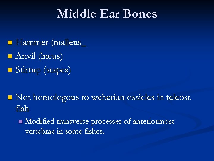 Middle Ear Bones Hammer (malleus_ n Anvil (incus) n Stirrup (stapes) n n Not