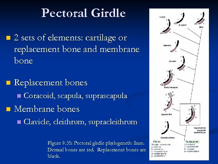 Pectoral Girdle n 2 sets of elements: cartilage or replacement bone and membrane bone