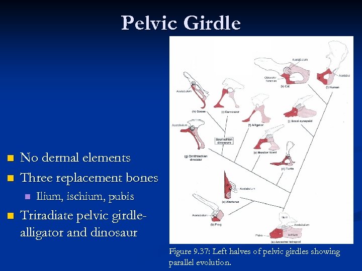 Pelvic Girdle n n No dermal elements Three replacement bones n n Ilium, ischium,