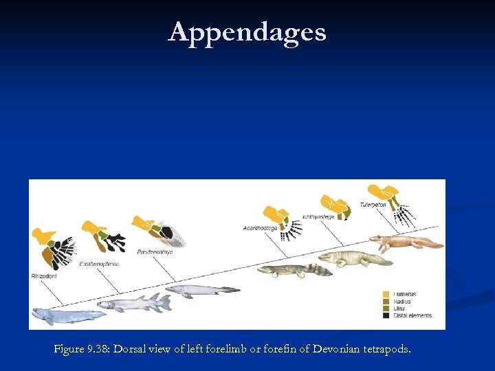 Appendages n n Single unit in both fore and hind limbs most medial Two