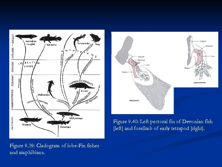 Figure 9. 40: Left pectoral fin of Devonian fish [left] and forelimb of early