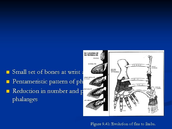 n n n Small set of bones at wrist and ankle Pentameristic pattern of