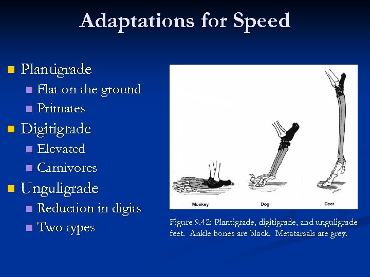 Adaptations for Speed n Plantigrade Flat on the ground n Primates n n Digitigrade