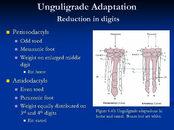 Unguligrade Adaptation Reduction in digits n Perissodactyls n n n Odd toed Mesaxanic foot