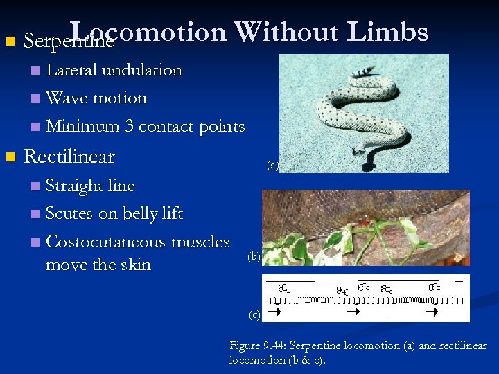 n Locomotion Without Limbs Serpentine Lateral undulation n Wave motion n Minimum 3 contact