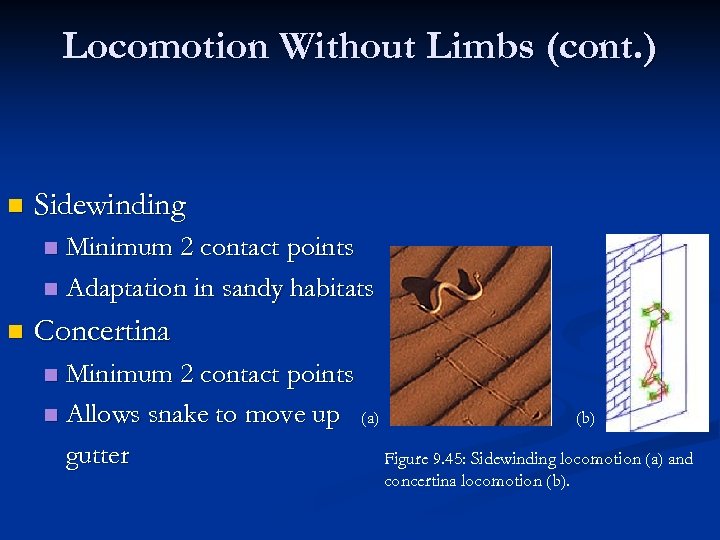 Locomotion Without Limbs (cont. ) n Sidewinding Minimum 2 contact points n Adaptation in