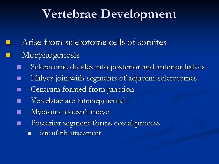 Vertebrae Development Arise from sclerotome cells of somites Morphogenesis n n n n Sclerotome