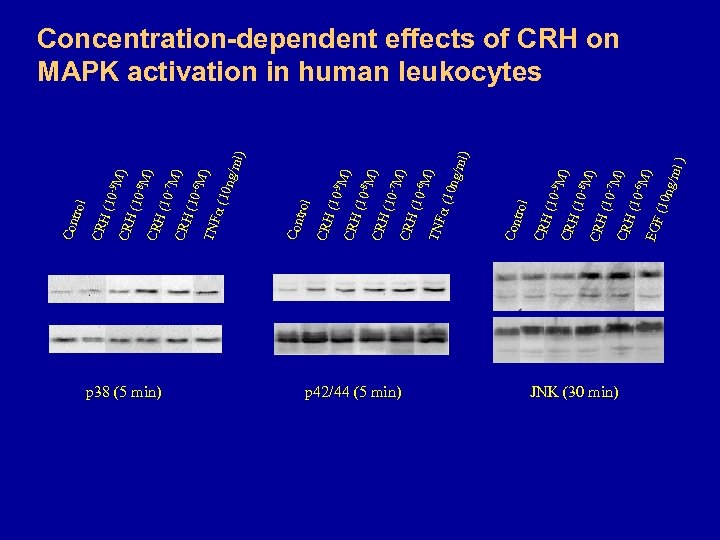 p 38 (5 min) p 42/44 (5 min) (10 -9 M) CRH (10 -8