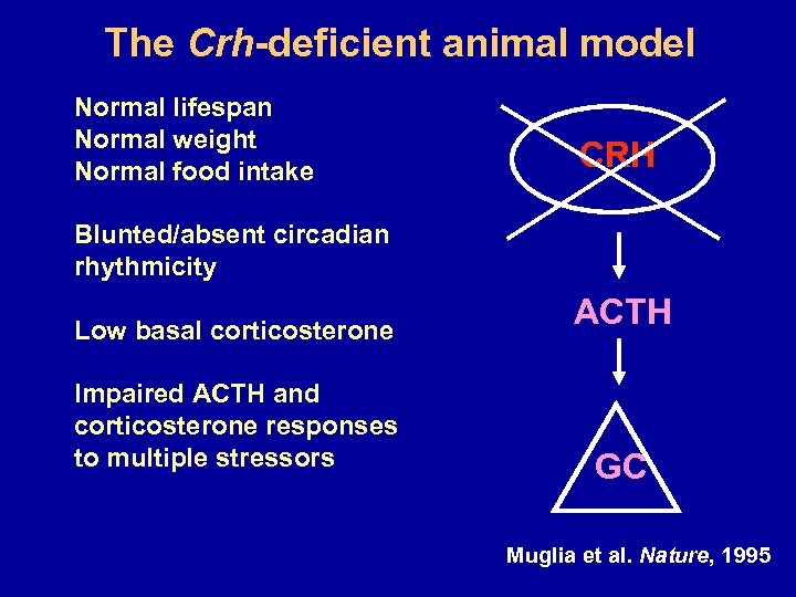 The Crh-deficient animal model Normal lifespan Normal weight Normal food intake CRH Blunted/absent circadian