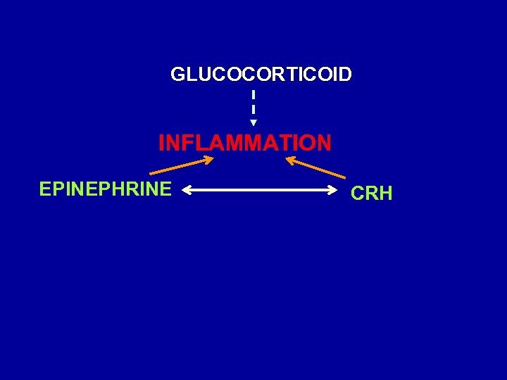 GLUCOCORTICOID INFLAMMATION EPINEPHRINE CRH 