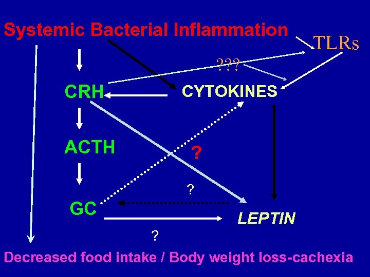 Systemic Bacterial Inflammation TLRs ? ? ? CRH ACTH CYTOKINES ? ? GC LEPTIN