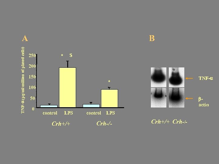 TNF- (pg/ml/million of plated cells) A B 250 * $ 200 150 TNF- *
