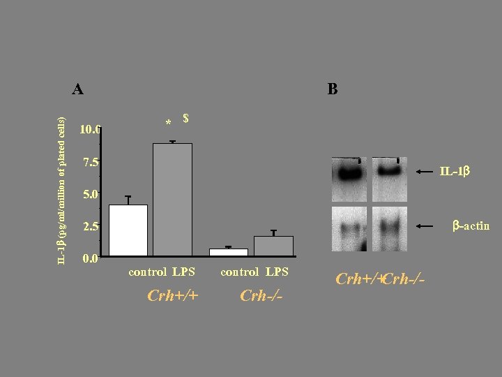 IL-1 (pg/ml/million of plated cells) A 10. 0 B * $ 7. 5 IL-1