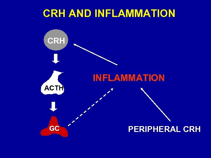 CRH AND INFLAMMATION CRH INFLAMMATION ACTH GC PERIPHERAL CRH 