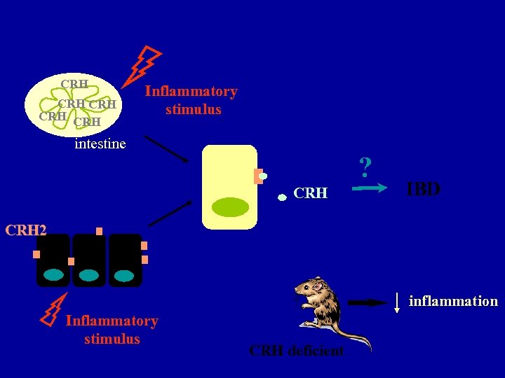 CRH CRH CRH Inflammatory stimulus intestine ? CRH IBD CRH 2 inflammation Inflammatory stimulus