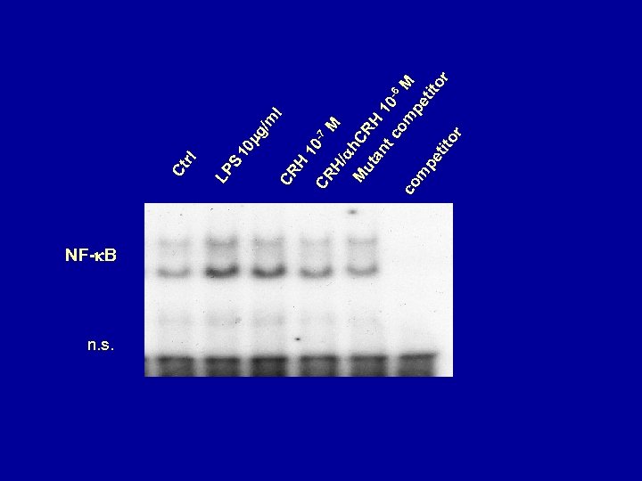 NF- B n. s. 10 7 M l g /m M h ut CRH