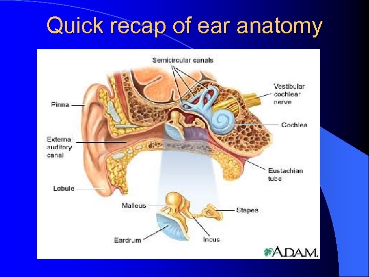 Quick recap of ear anatomy 