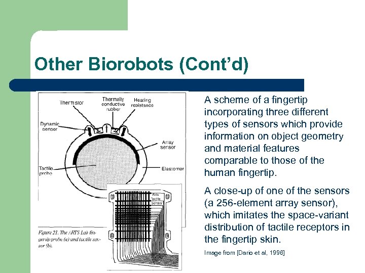 Other Biorobots (Cont’d) A scheme of a fingertip incorporating three different types of sensors