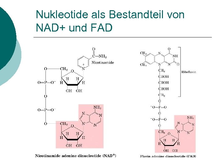 Nukleotide als Bestandteil von NAD+ und FAD 
