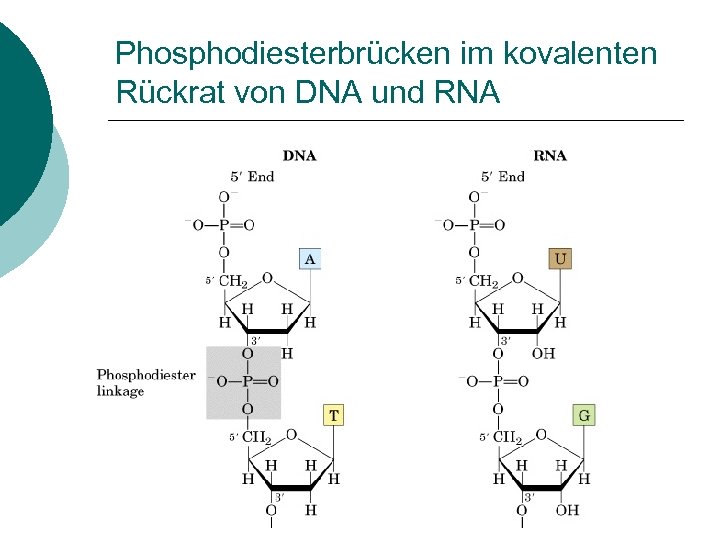 Phosphodiesterbrücken im kovalenten Rückrat von DNA und RNA 
