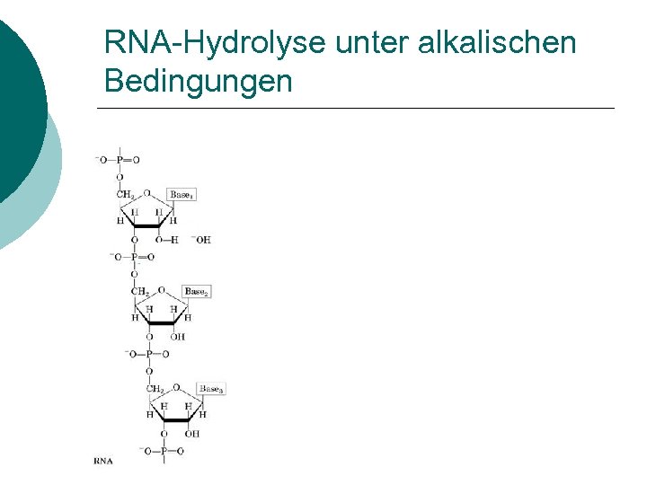 RNA-Hydrolyse unter alkalischen Bedingungen 