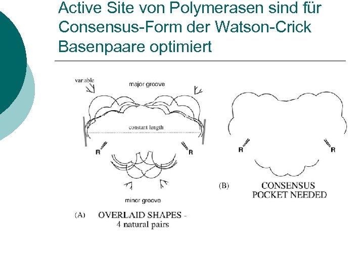 Active Site von Polymerasen sind für Consensus-Form der Watson-Crick Basenpaare optimiert 