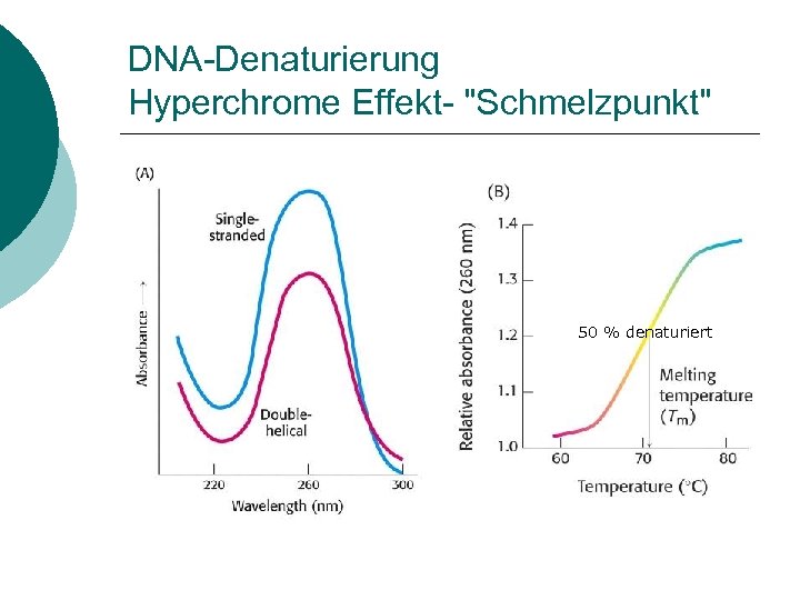 DNA-Denaturierung Hyperchrome Effekt- 