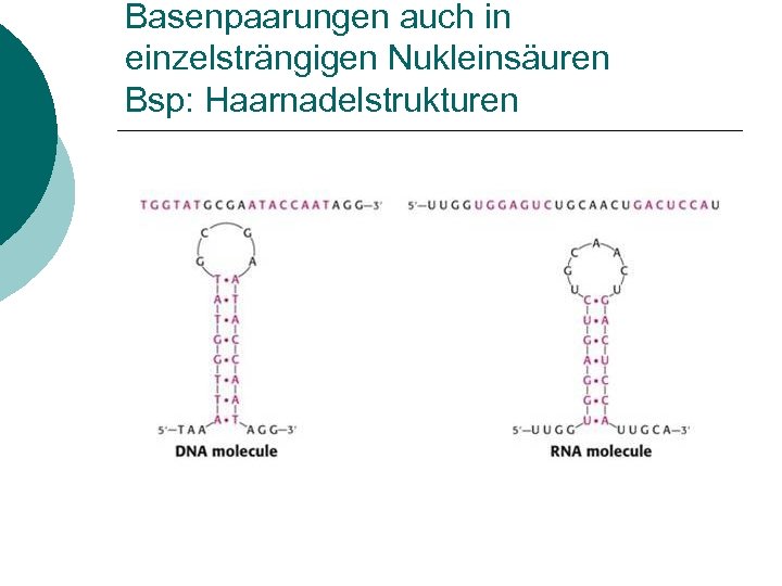 Basenpaarungen auch in einzelsträngigen Nukleinsäuren Bsp: Haarnadelstrukturen 