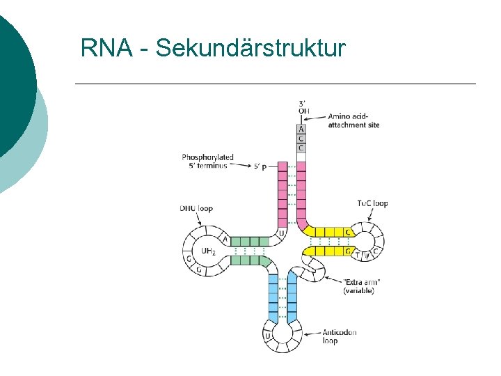 RNA - Sekundärstruktur 