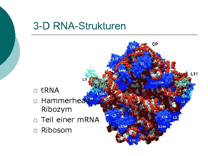 3 -D RNA-Strukturen ¡ ¡ t. RNA Hammerhead. Ribozym Teil einer m. RNA Ribosom