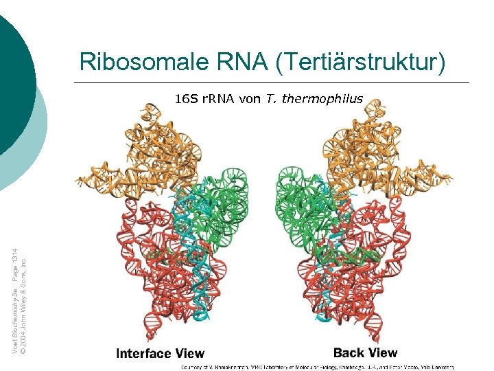 Ribosomale RNA (Tertiärstruktur) Voet Biochemistry 3 e Page 1314 © 2004 John Wiley &