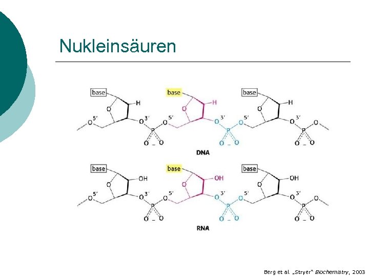 Nukleinsäuren Berg et al. „Stryer“ Biochemistry, 2003 