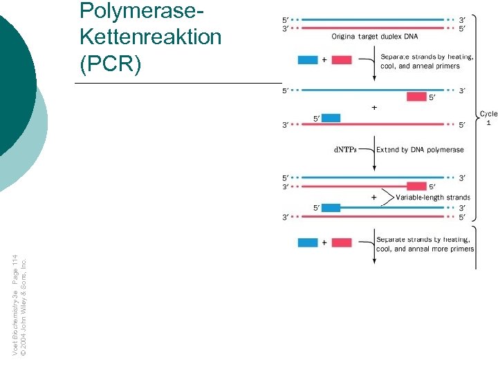 Voet Biochemistry 3 e Page 114 © 2004 John Wiley & Sons, Inc. Polymerase.