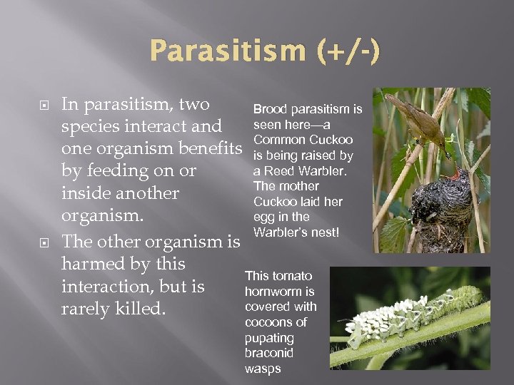 Parasitism (+/-) In parasitism, two Brood parasitism is seen here—a species interact and Common