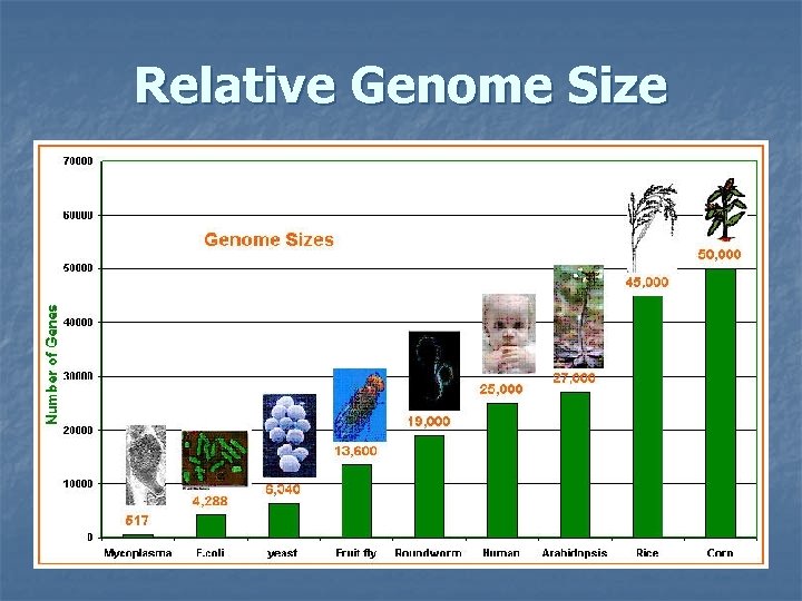 Relative Genome Size 