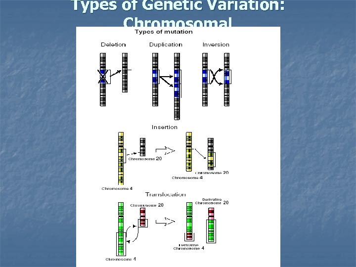 Types of Genetic Variation: Chromosomal 