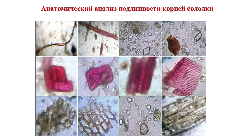 Анатомический анализ подлинности корней солодки 