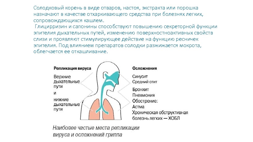 Солодковый корень в виде отваров, настоя, экстракта или порошка назначают в качестве отхаркивающего средства