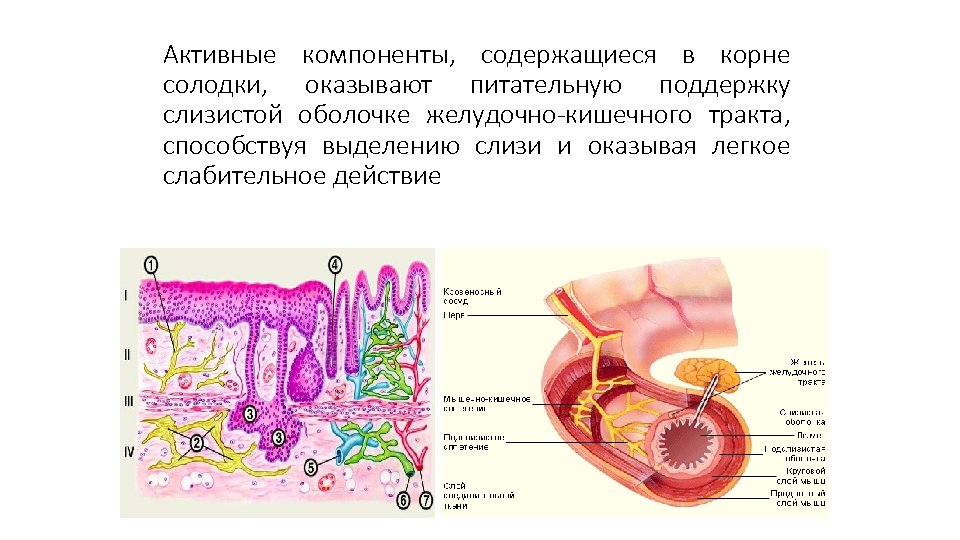 Активные компоненты, содержащиеся в корне солодки, оказывают питательную поддержку слизистой оболочке желудочно-кишечного тракта, способствуя