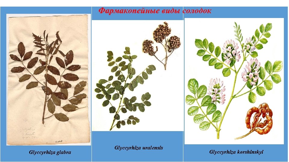 Фармакопейные виды солодок Glyccyrhiza uralensis Glyccyrhiza glabra Glyccyrhiza uralensis Glyccyrhiza korshinskyi 