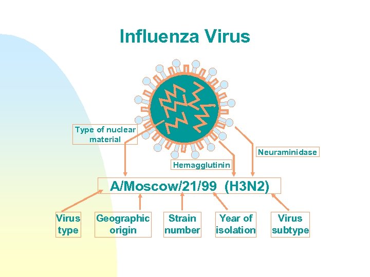 Influenza Virus Type of nuclear material Neuraminidase Hemagglutinin A/Moscow/21/99 (H 3 N 2) Virus