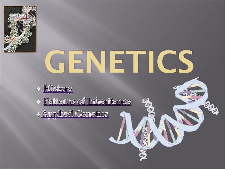 GENETICS History v Patterns of Inheritance v. Applied Genetics v 