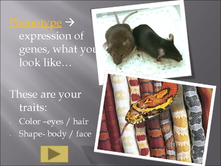 Phenotype expression of genes, what you look like… These are your traits: - Color